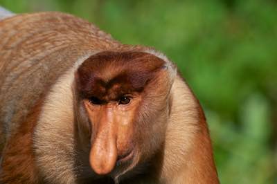 Borneo proboscis monkey